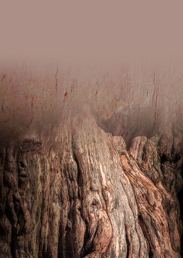 cropped-cropped-deep-forest.jpg